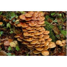Мицелий Опенка летнего / Опенок липовый (Kuehneromyces mutabilis) Мицелий Опенка летнего / Опенок липовый (Kuehneromyces mutabilis)